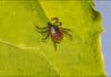 Tennessee Health Department Urges Protection Against Tick and Mosquito Bites