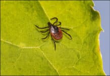 Tennessee Health Department Urges Protection Against Tick and Mosquito Bites