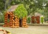 Cheekwood Harvest Brings Pumpkins, Marigolds and Fall Magic to Nashville