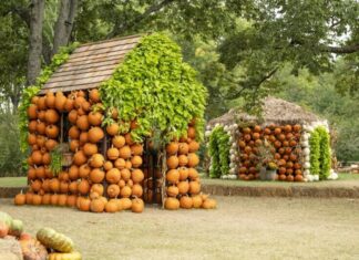Cheekwood Harvest Brings Pumpkins, Marigolds and Fall Magic to Nashville
