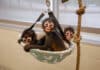Nashville Zoo Rescues Mexican Spider Monkeys