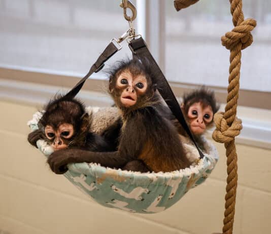 Nashville Zoo Rescues Mexican Spider Monkeys