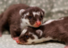 Nashville Zoo Welcomes Rare Javan Ferret-Badger Babies
