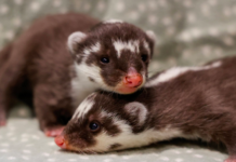 Nashville Zoo Welcomes Rare Javan Ferret-Badger Babies
