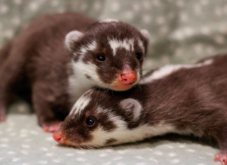 Nashville Zoo Welcomes Rare Javan Ferret-Badger Babies
