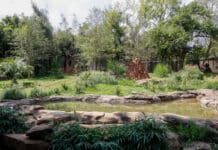 Nashville Zoo Opens New South American Habitat With Capybara Pups, Giant Anteater