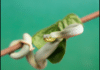 Nashville Zoo Welcomes Three Rare Baby Pitvipers