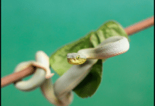 Nashville Zoo Welcomes Three Rare Baby Pitvipers