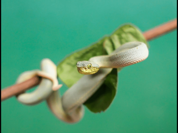 Pitvipers