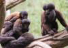 Nashville Zoo Welcomes Nine New Red-Backed Bearded Sakis