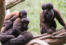 Nashville Zoo Welcomes Nine New Red-Backed Bearded Sakis