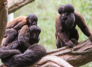 Nashville Zoo Welcomes Nine New Red-Backed Bearded Sakis