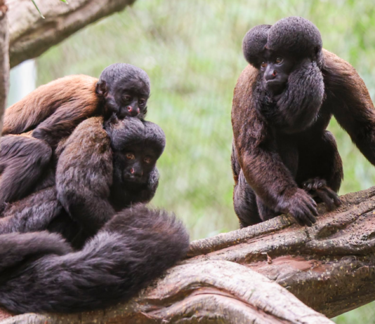 Nashville Zoo Welcomes Nine New Red-Backed Bearded Sakis