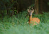 Tennessee Deer, Fall Turkey Archery Seasons Open Sept. 26