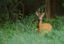 Tennessee Deer, Fall Turkey Archery Seasons Open Sept. 26