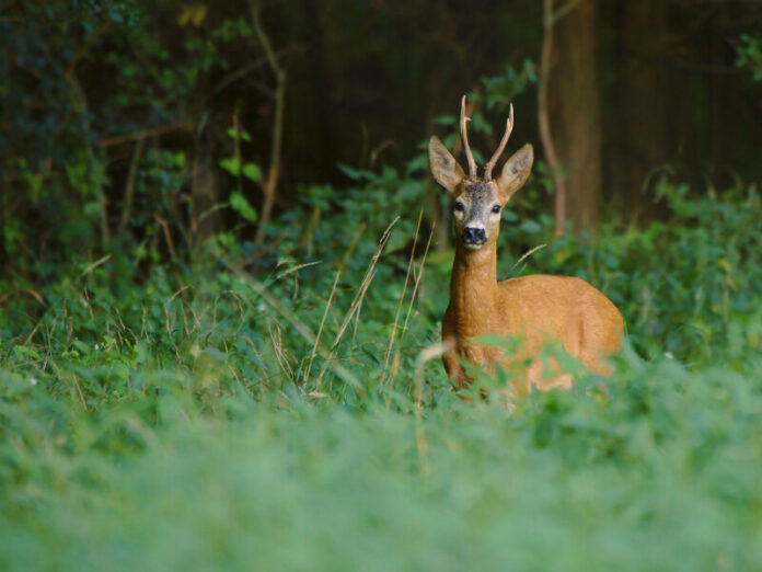 deer