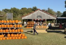 Local Pumpkin Patches to Visit This Fall