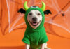 Tanger Outlets Nashville to Host Barktober Pet Costume Contest