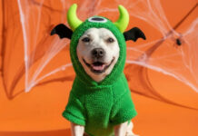 Tanger Outlets Nashville to Host Barktober Pet Costume Contest