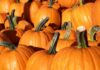 9 Places to Find Corn Mazes, Pumpkin Patches and Hayrides This Fall Pumpkin Patch Stock Photo