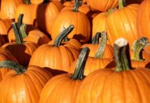 9 Places to Find Corn Mazes, Pumpkin Patches and Hayrides This Fall Pumpkin Patch Stock Photo