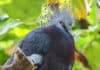 Largest Living Pigeon Species Arrives at Nashville Zoo